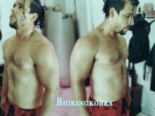 Bigkingkobra