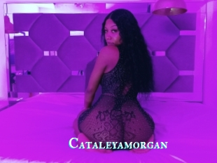 Cataleyamorgan