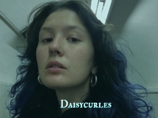 Daisycurles