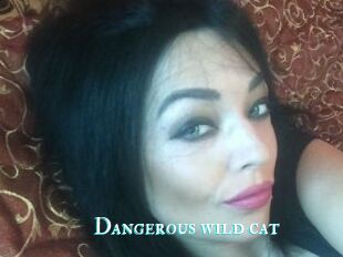 Dangerous_wild_cat