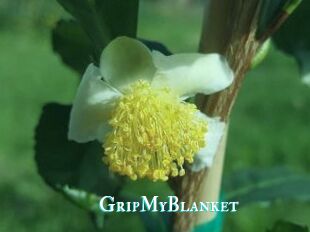 GripMyBlanket