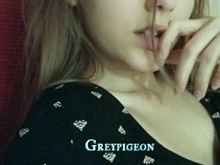 Greypigeon