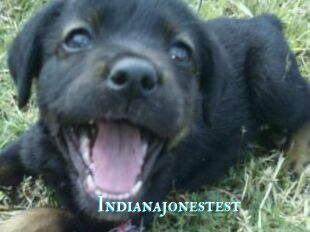 Indianajonestest