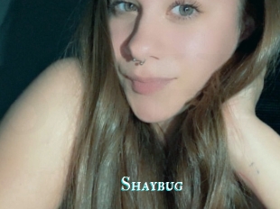 Shaybug
